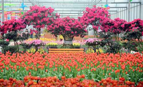 熊谷公司2019春游花舞人間梨花溪